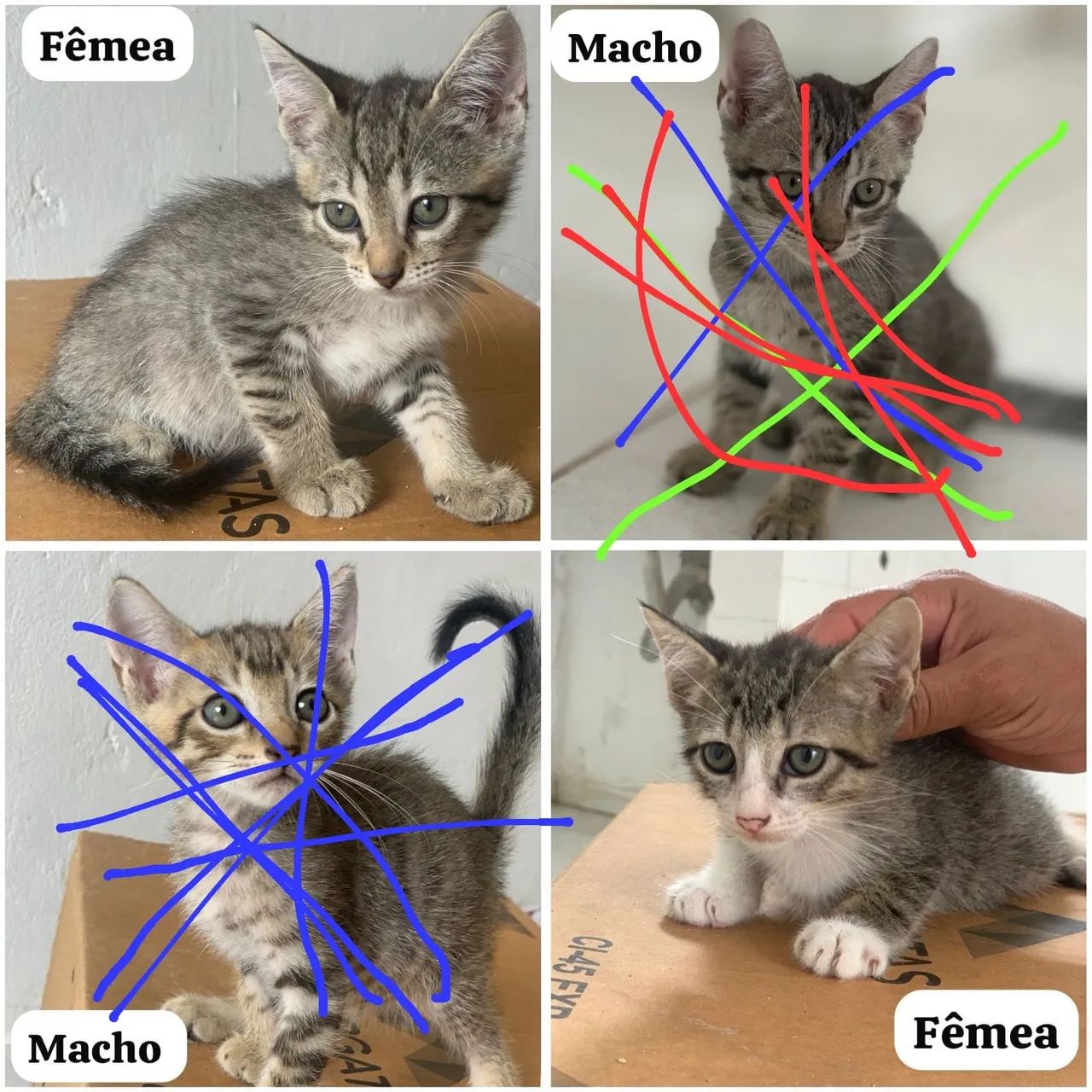 Gatas para doação, observação ajuda na castração