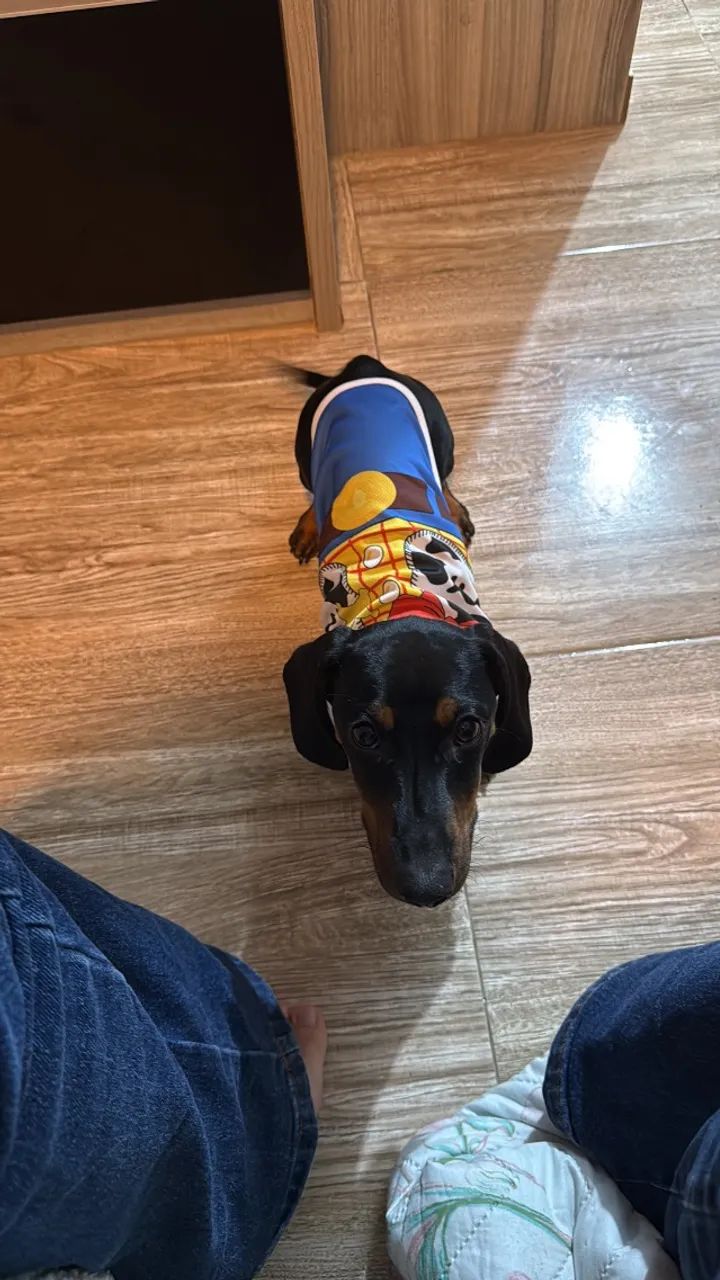 Dachshund mini: Procura-se uma namorada - Foto 2