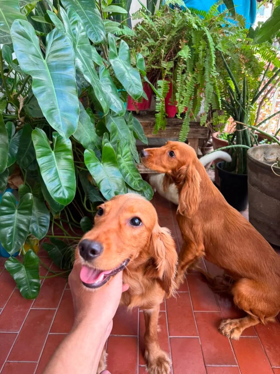 Filhotes de cocker spaniel - Foto 4