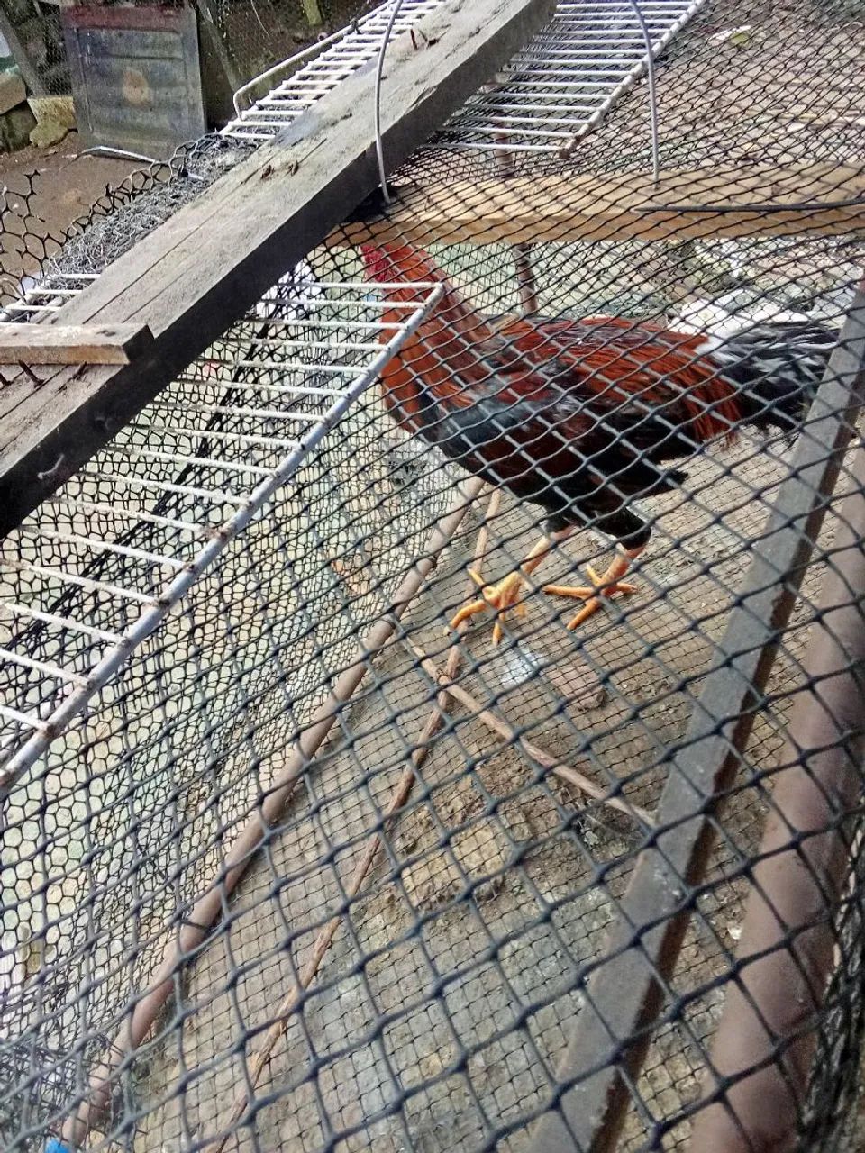 Galo de raça  - Foto 2