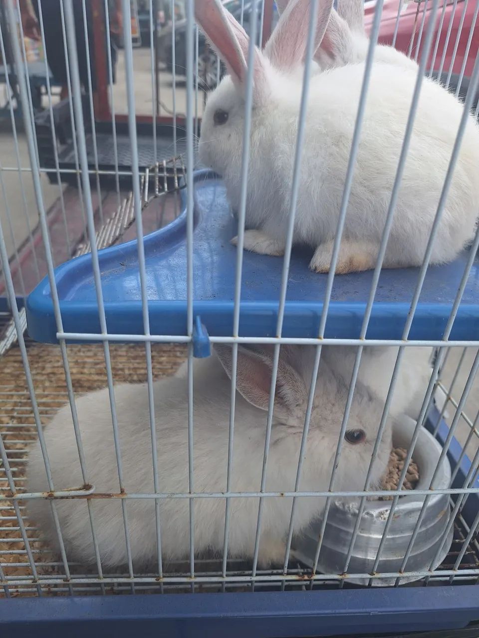 Coelhos  - Foto 2