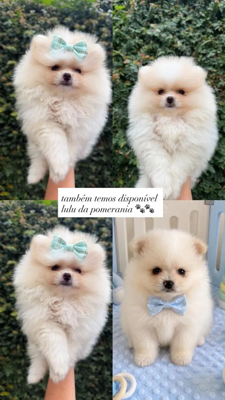 Lulu da pomerania  - Foto 2