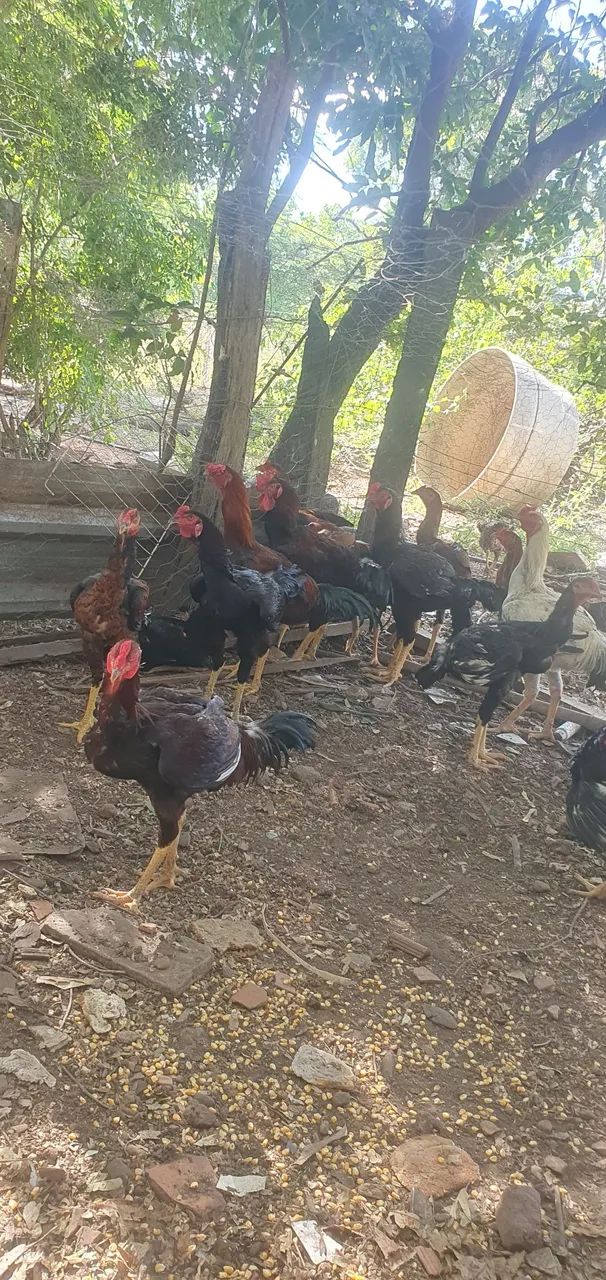Vende frango caipira