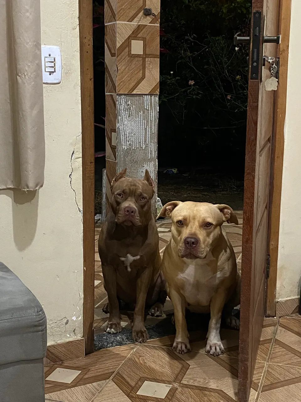 Filhote de pitbull macho  - Foto 3
