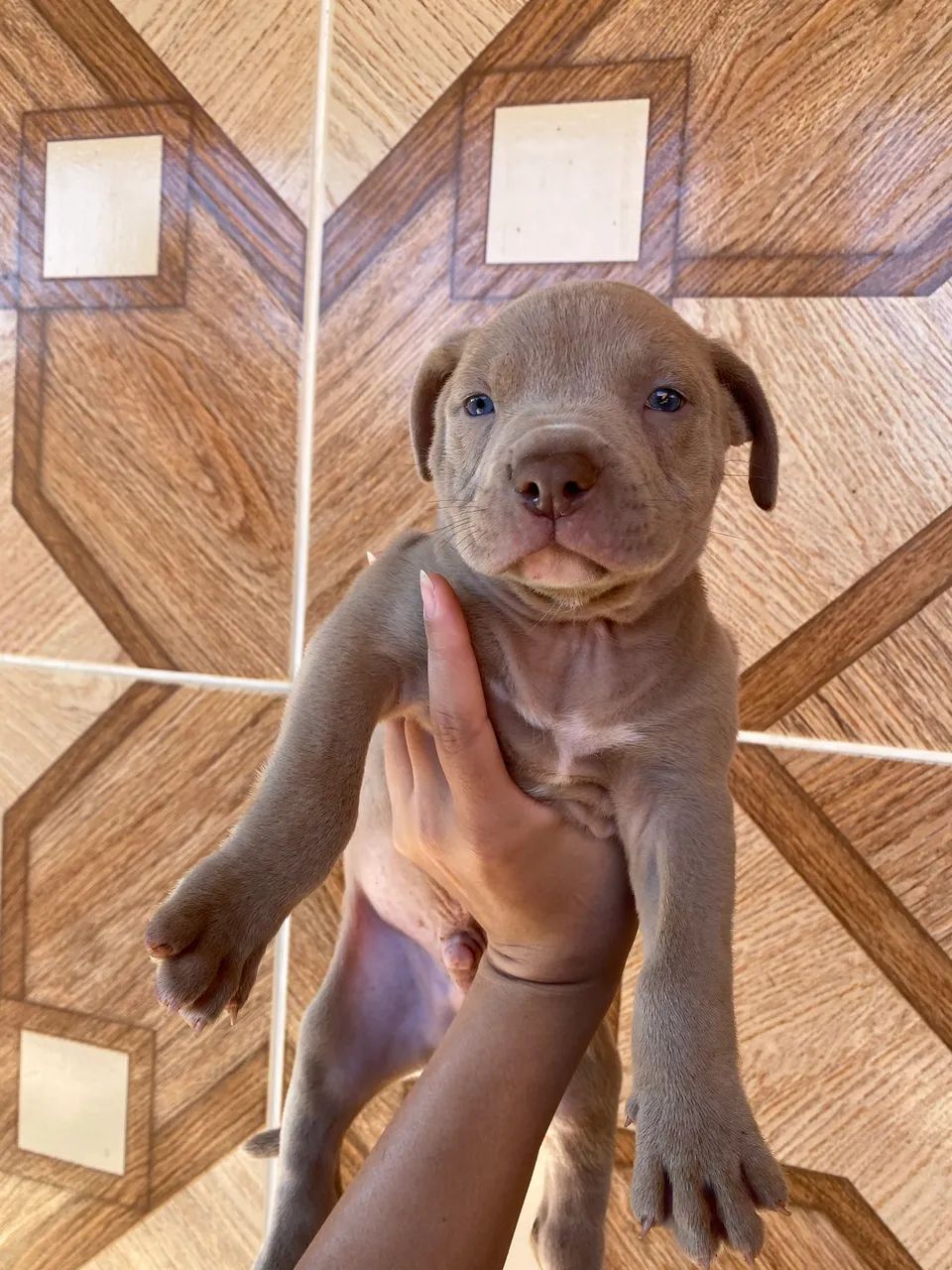 Filhote de pitbull monster Macho