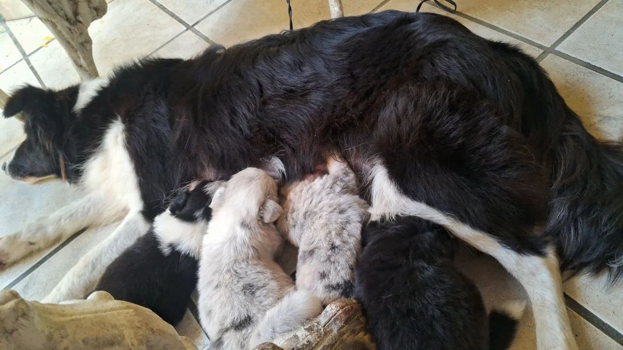 Filhotes de Border Collie - Foto 4