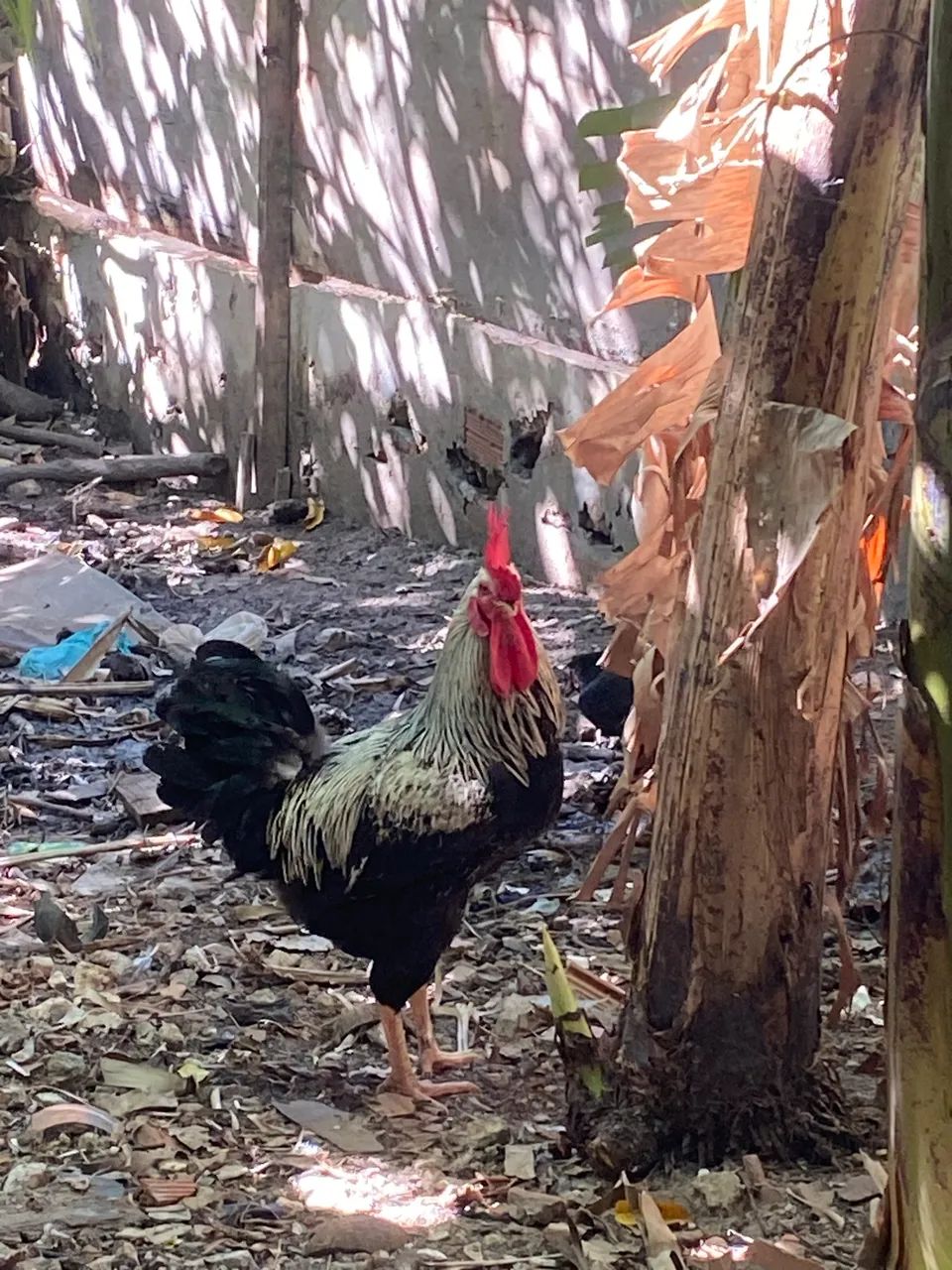Galinhas e galos  - Foto 4