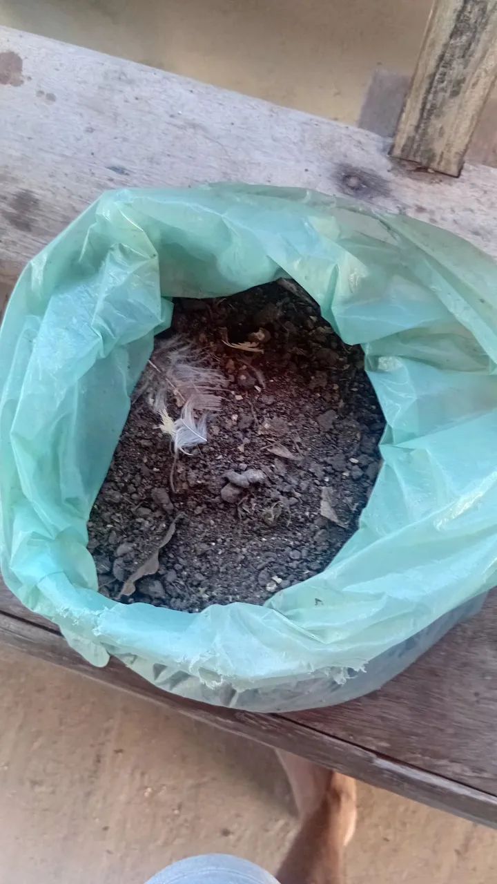 Esterco de galinha  - Foto 2