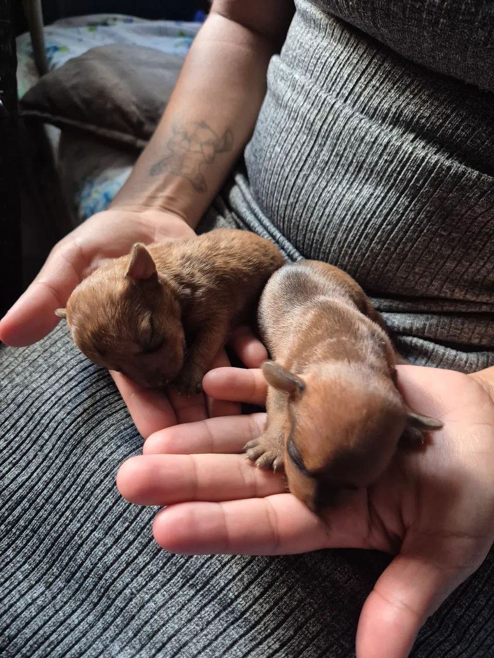 PINSCHER 0