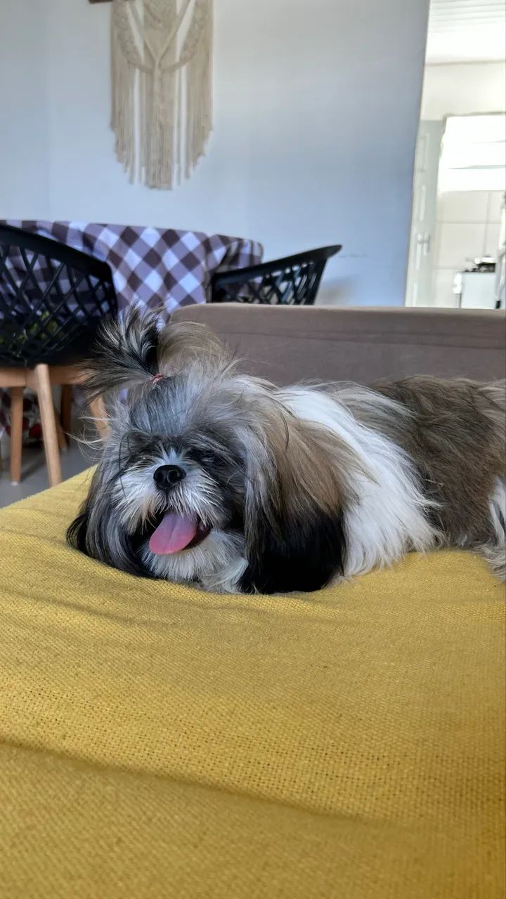 Shih tzu 