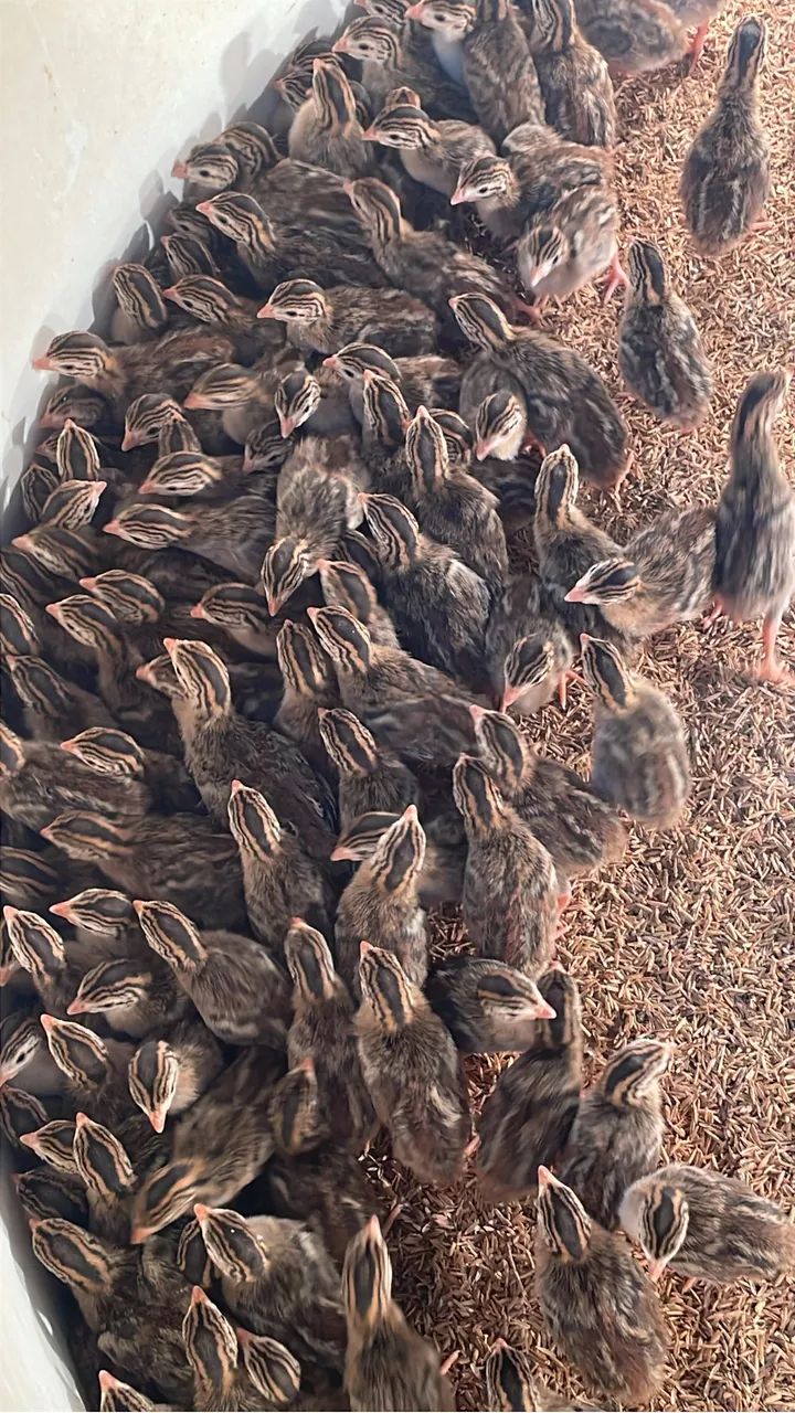 Pintinhos Angola / coca  - Foto 3