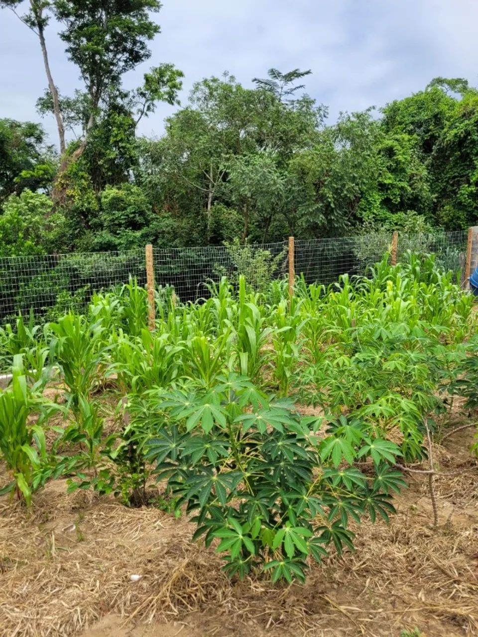 Chácara a Venda - Foto 5