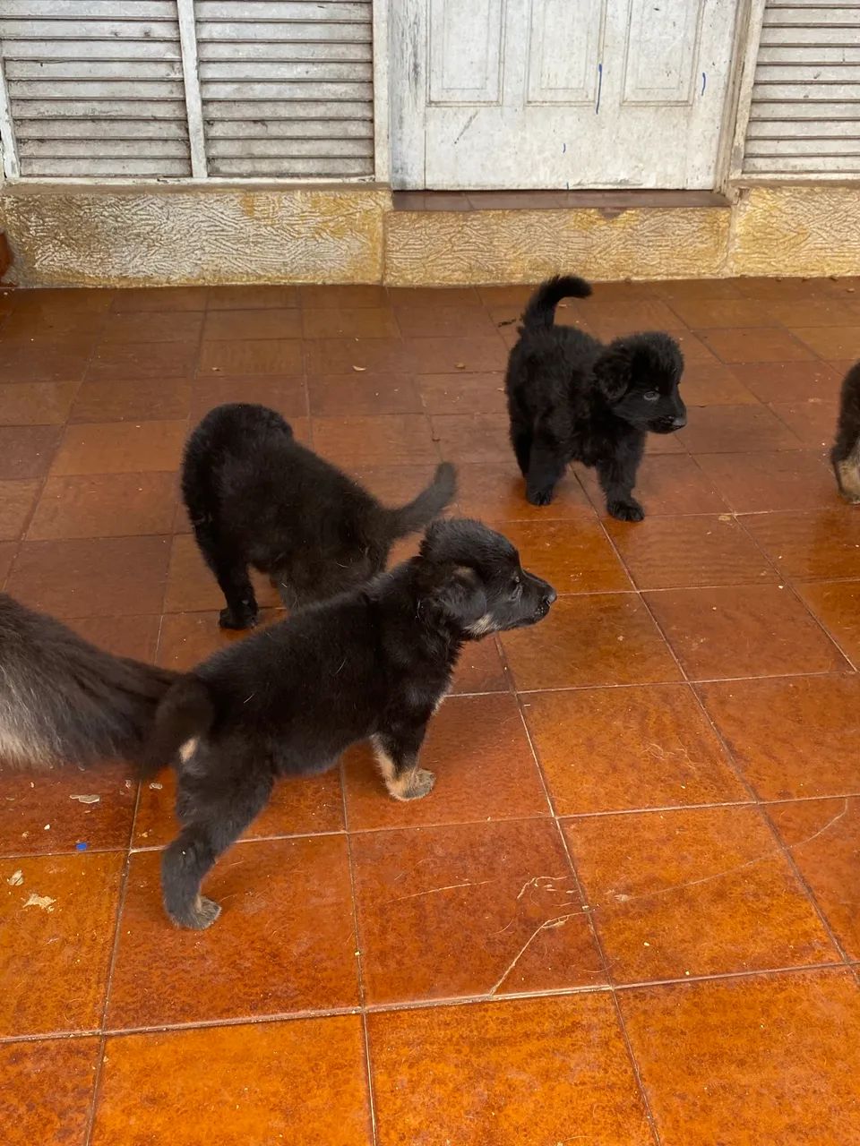 Filhotes de Pastor Belga - Foto 4