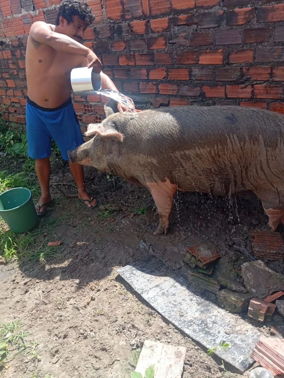Vende-se está porca  - Foto 2