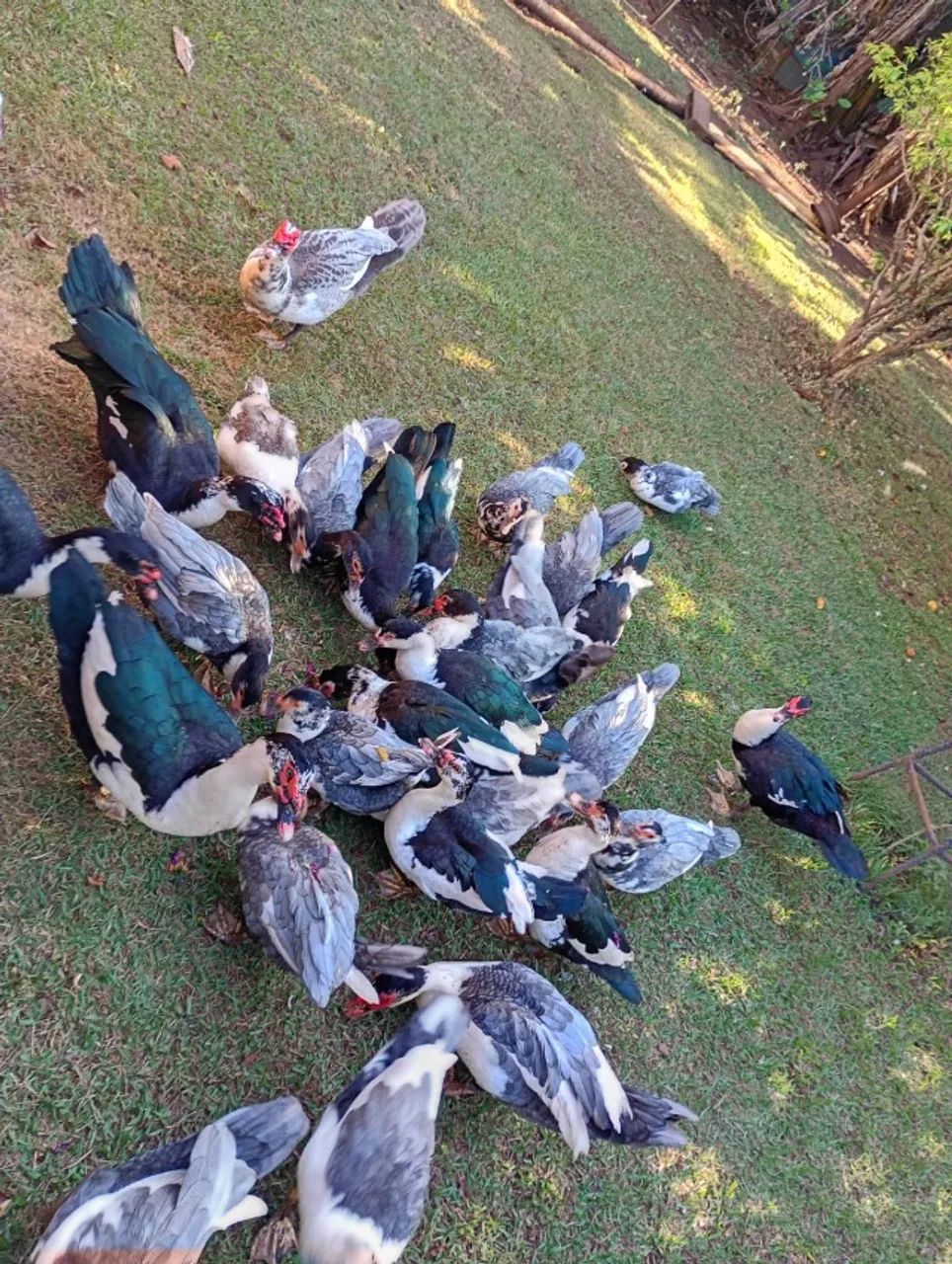 Patos a venda  - Foto 2