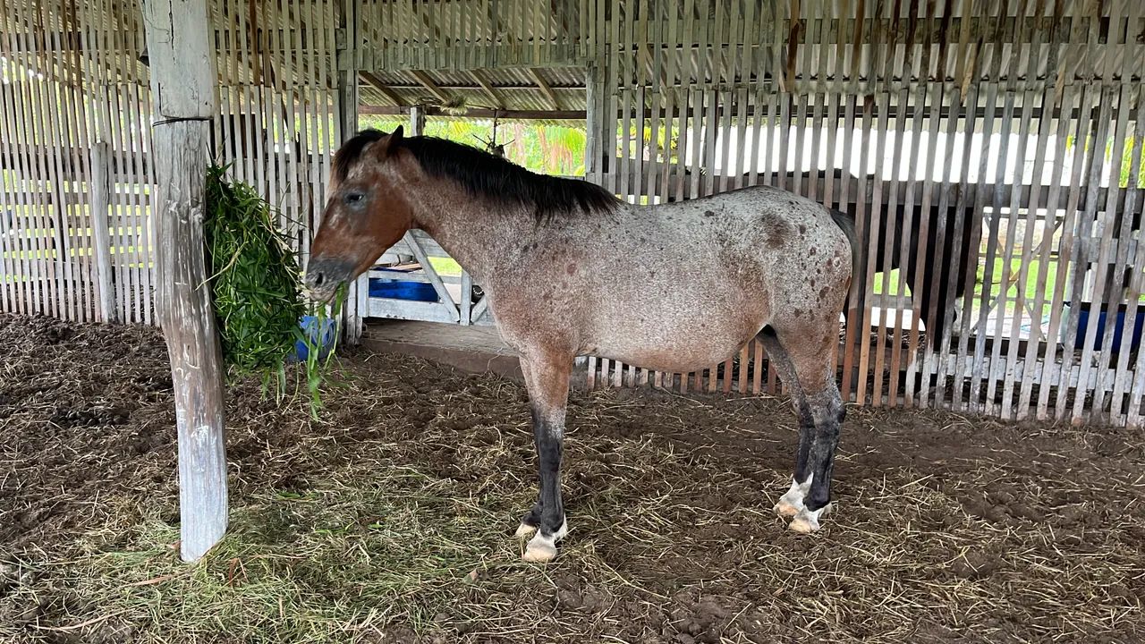Cavalos para venda ou troca