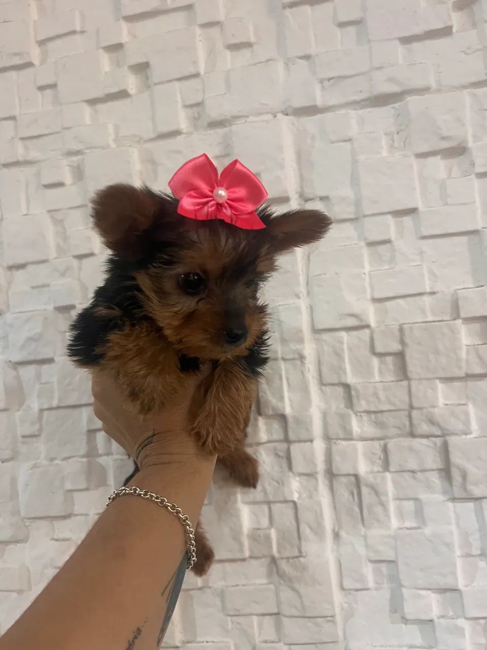 Yorkshire terrier  - Foto 4