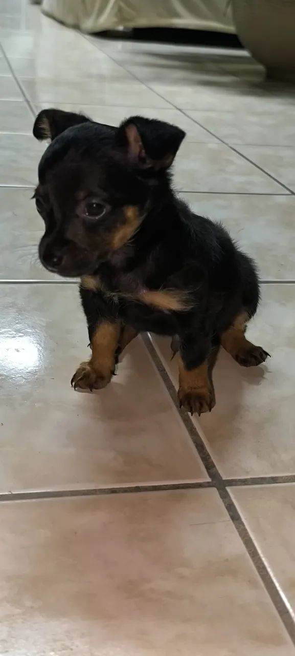 Filhote de Pinscher 1  - Foto 3