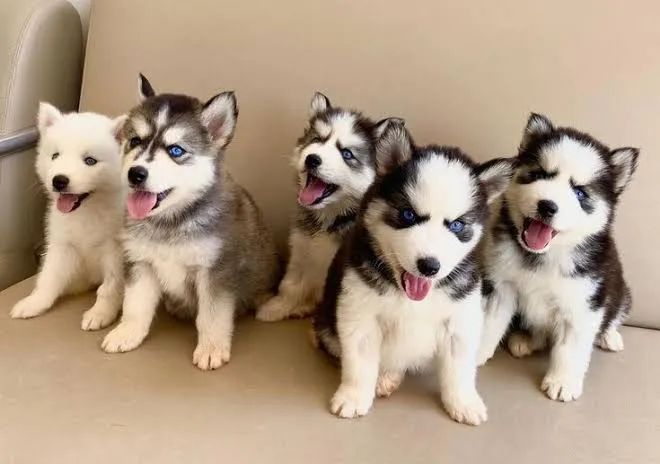 Husky siberiano 