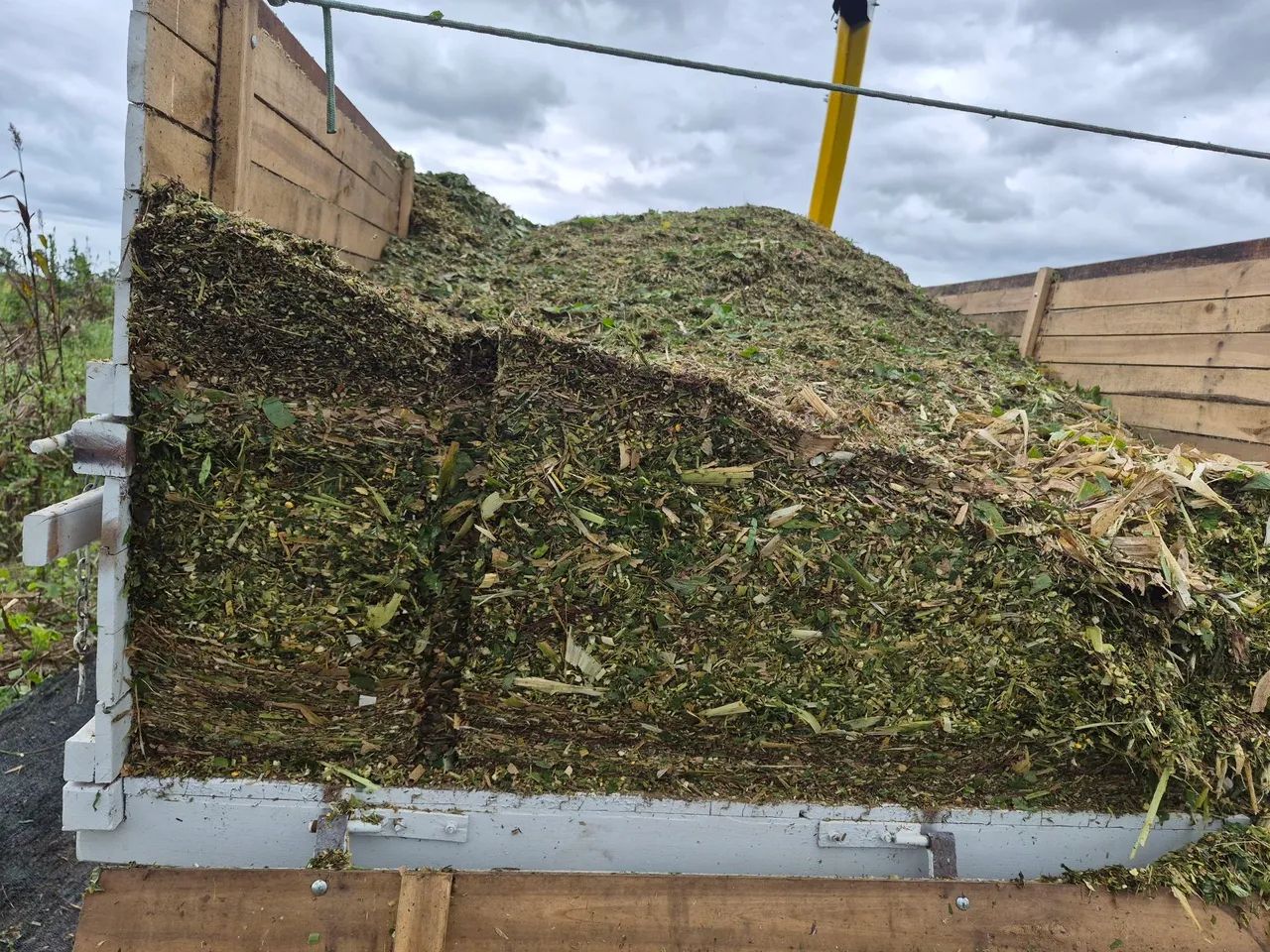 Silagem de milho e sorgo. - Foto 5