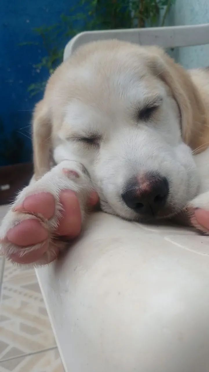 Cachorro  - Foto 5
