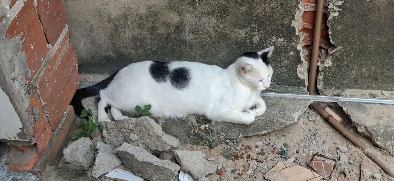 Doação de Gato Macho Castrado - Foto 2