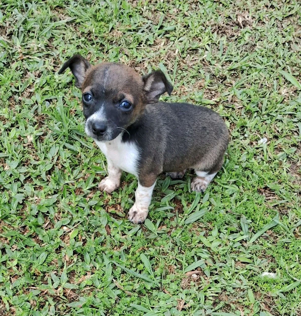 Cachorro 