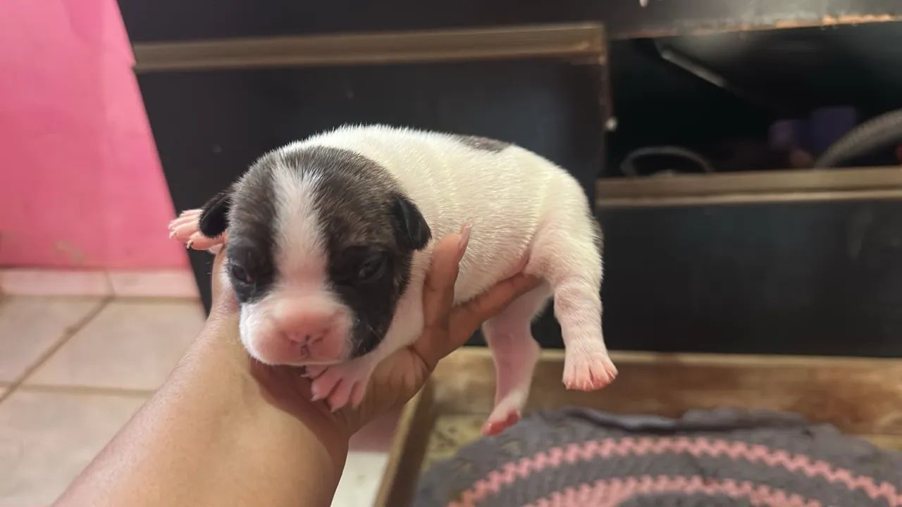 Cachorro  - Foto 5