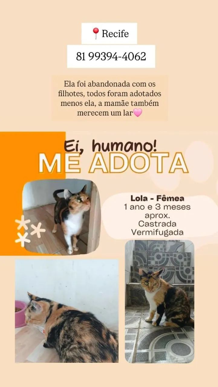 Adoção gatinha castrada