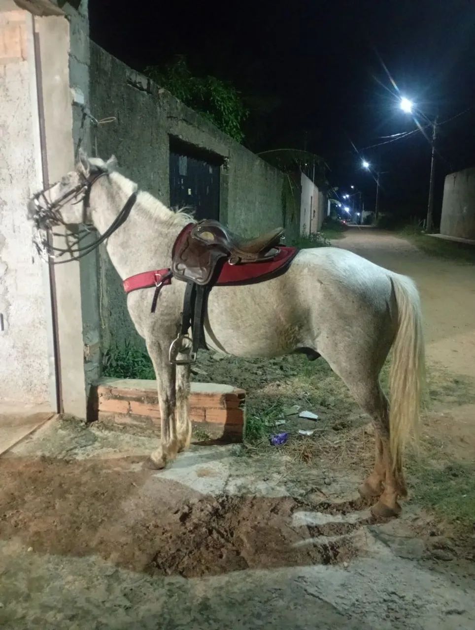 Cavalo bom e ligeiro  - Foto 2