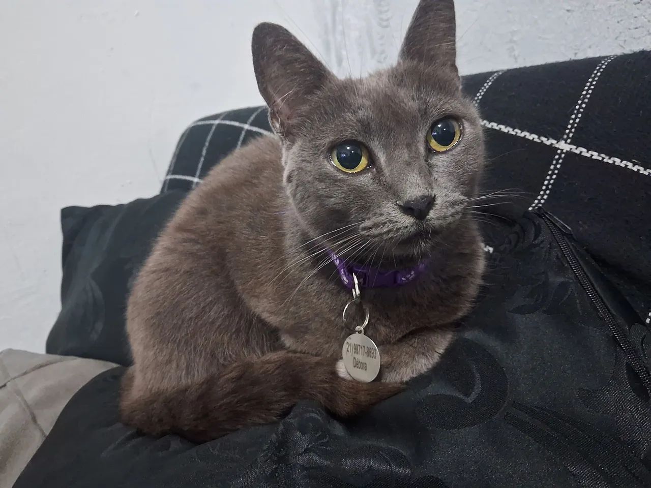 Gata cinza - Foto 2