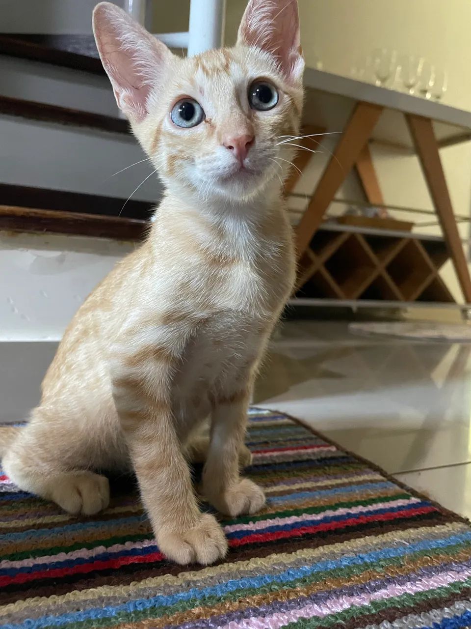 Doação de gatinhos laranjas