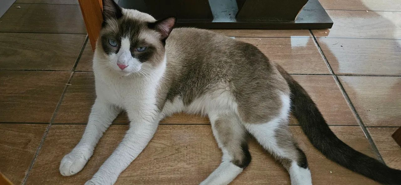 Doação gato  - Foto 5