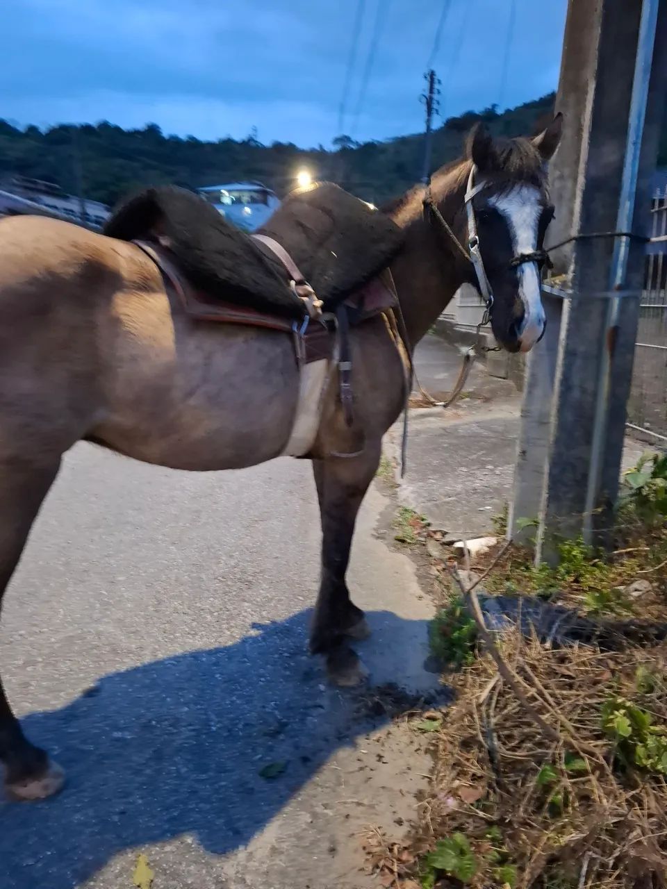 Cavalo Crioulo - Foto 4