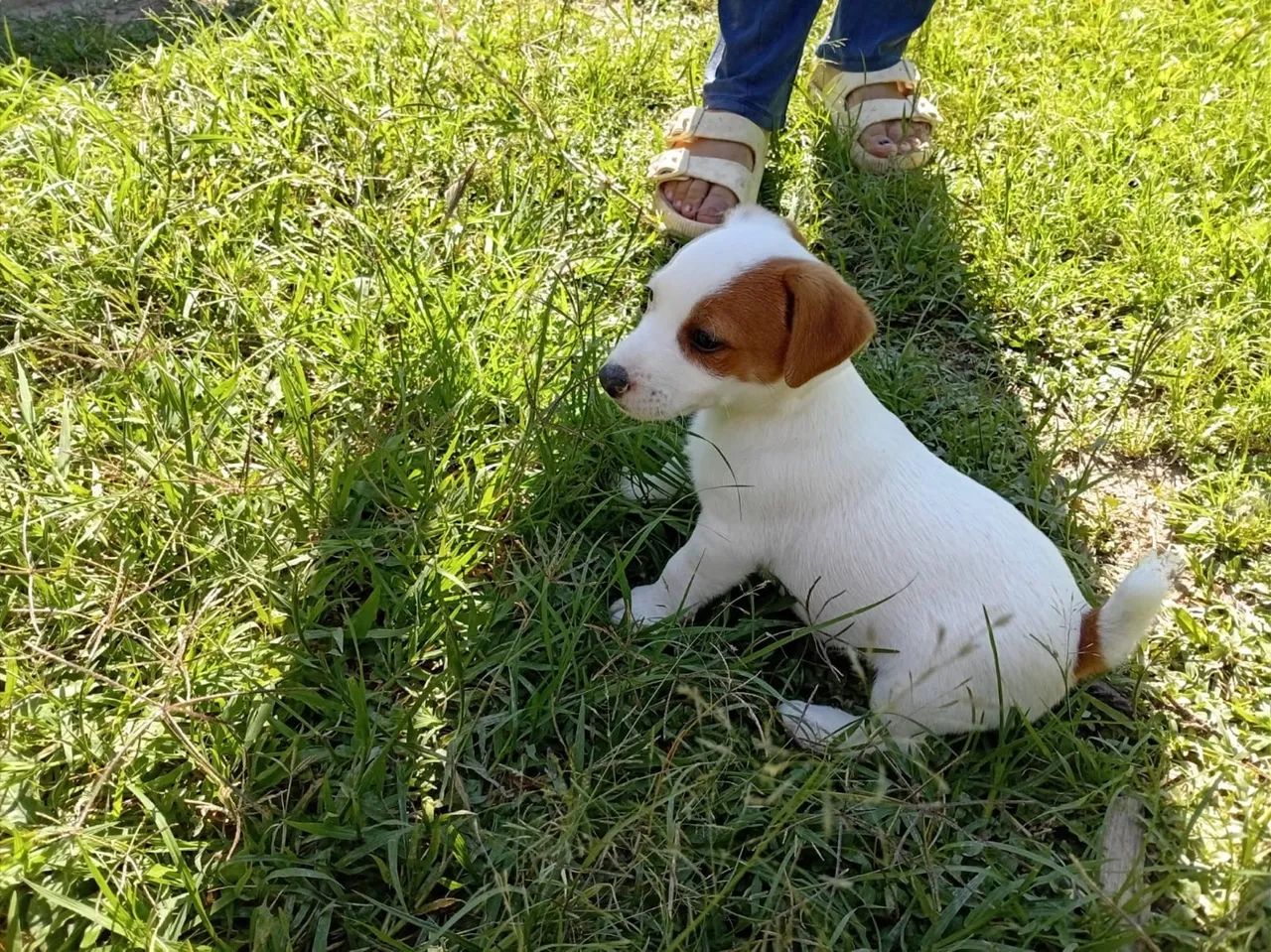 Filhotes jack russel terrier