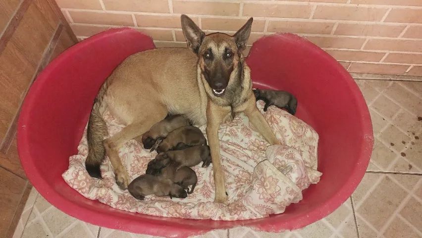 Pastor Belga Malinois - lindos filhotes machos e fêmeas! Oportunidade!