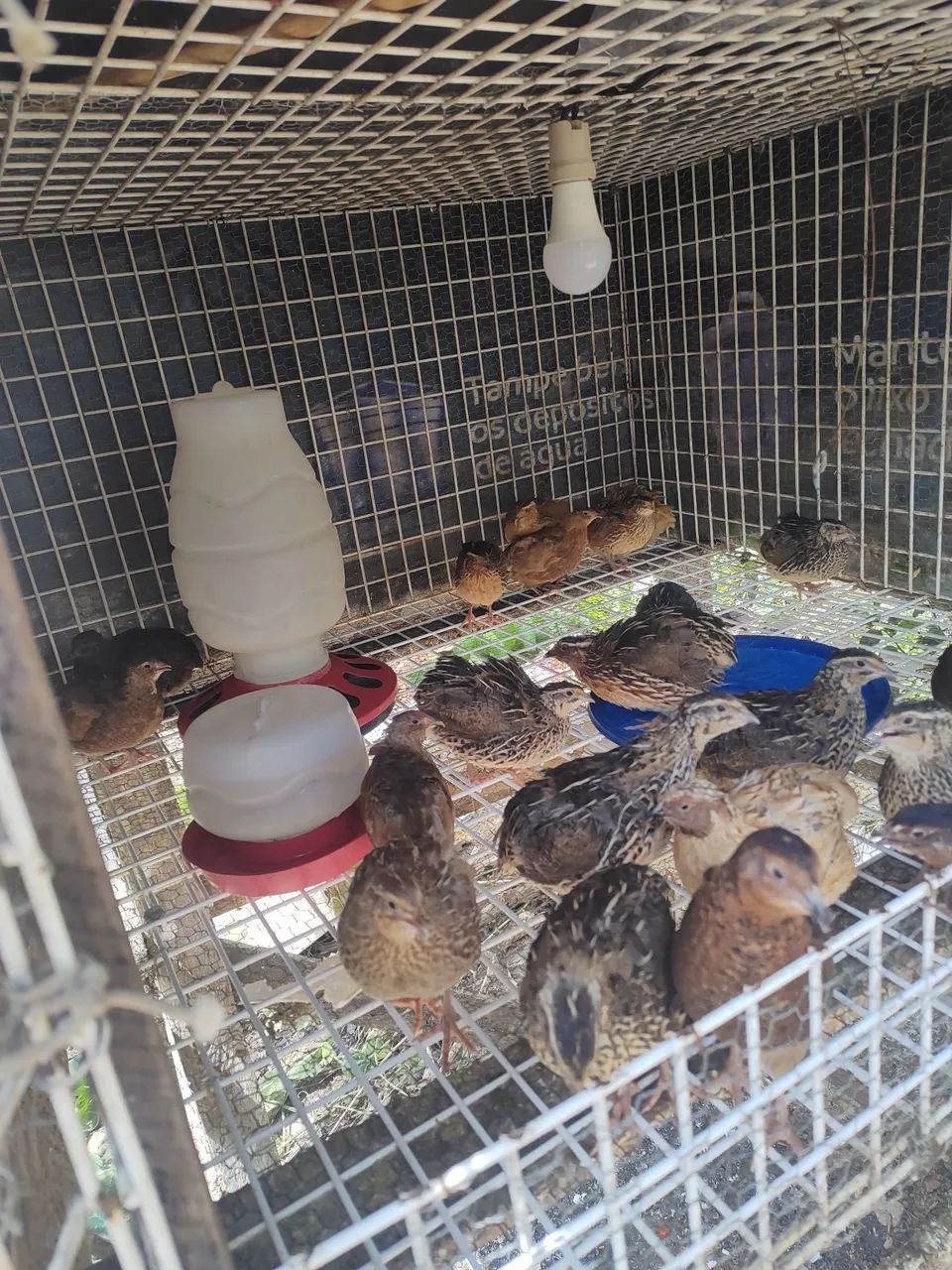 Codornas adultas