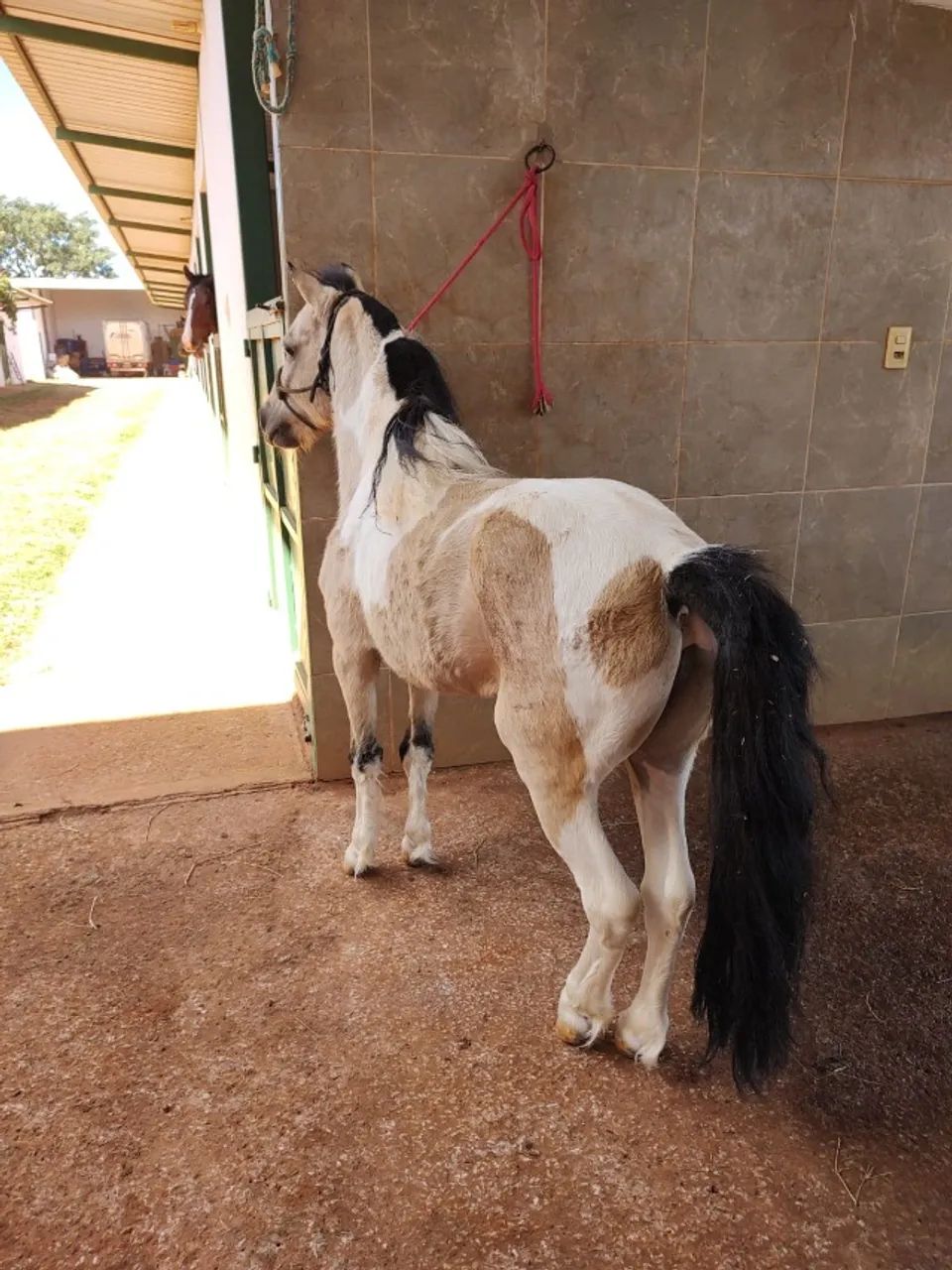 Pônei garanhão pampa - Foto 2
