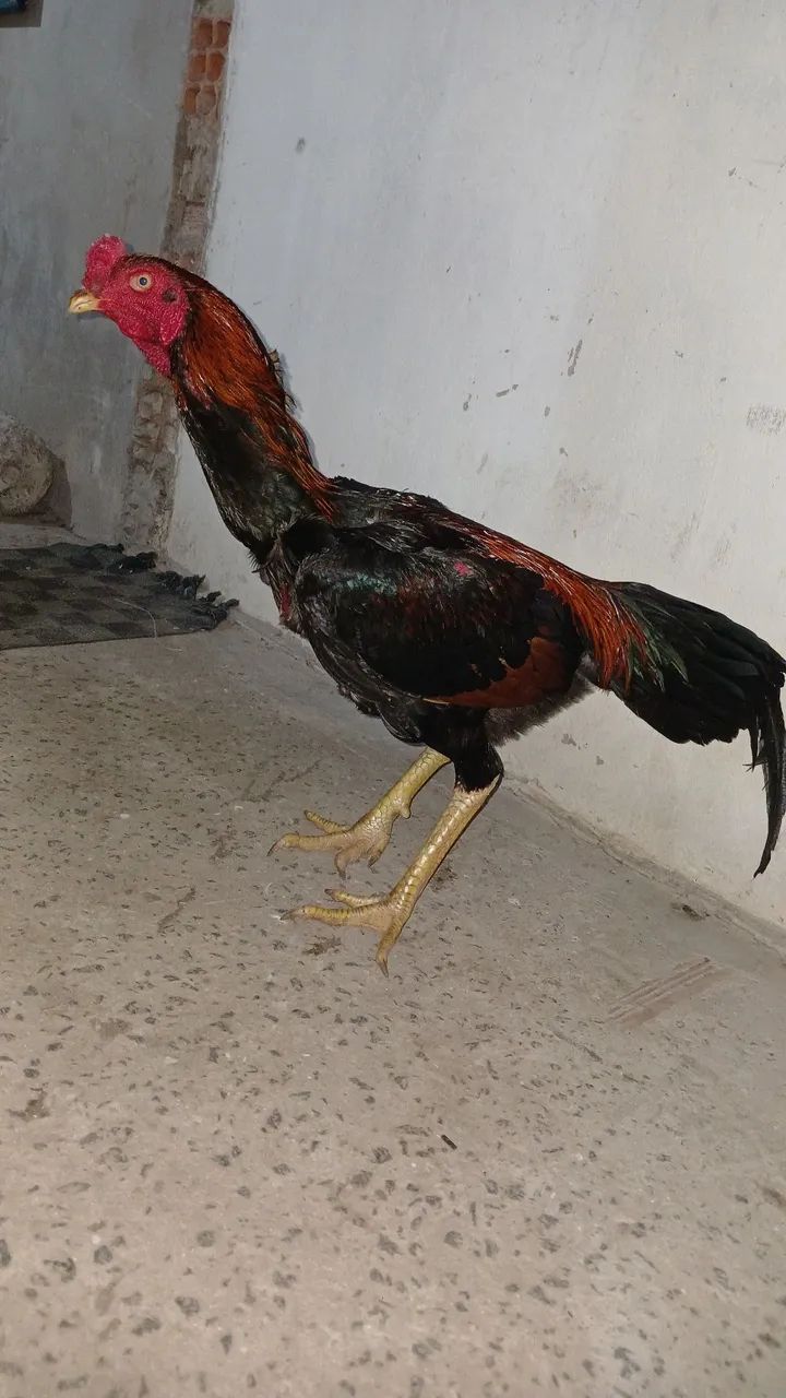 Franguinho carioca - Foto 2