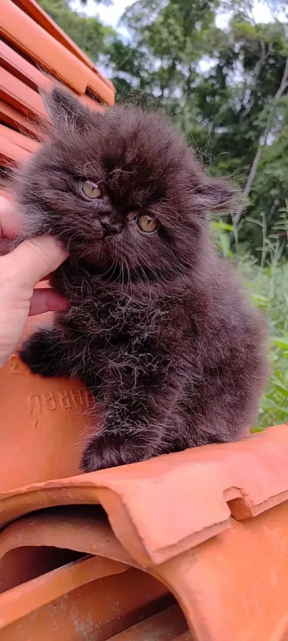 Persas Filhote a pronta entrega  - Foto 3