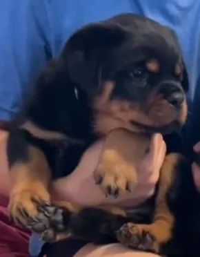 ROTTWEILER À PRONTA ENTREGA - Foto 4