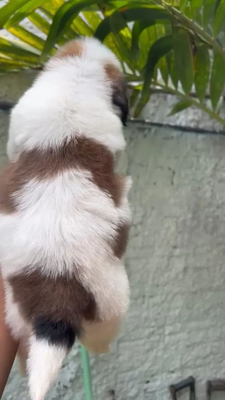 SHIH TZU RESERVAS ABERTAS - Foto 4