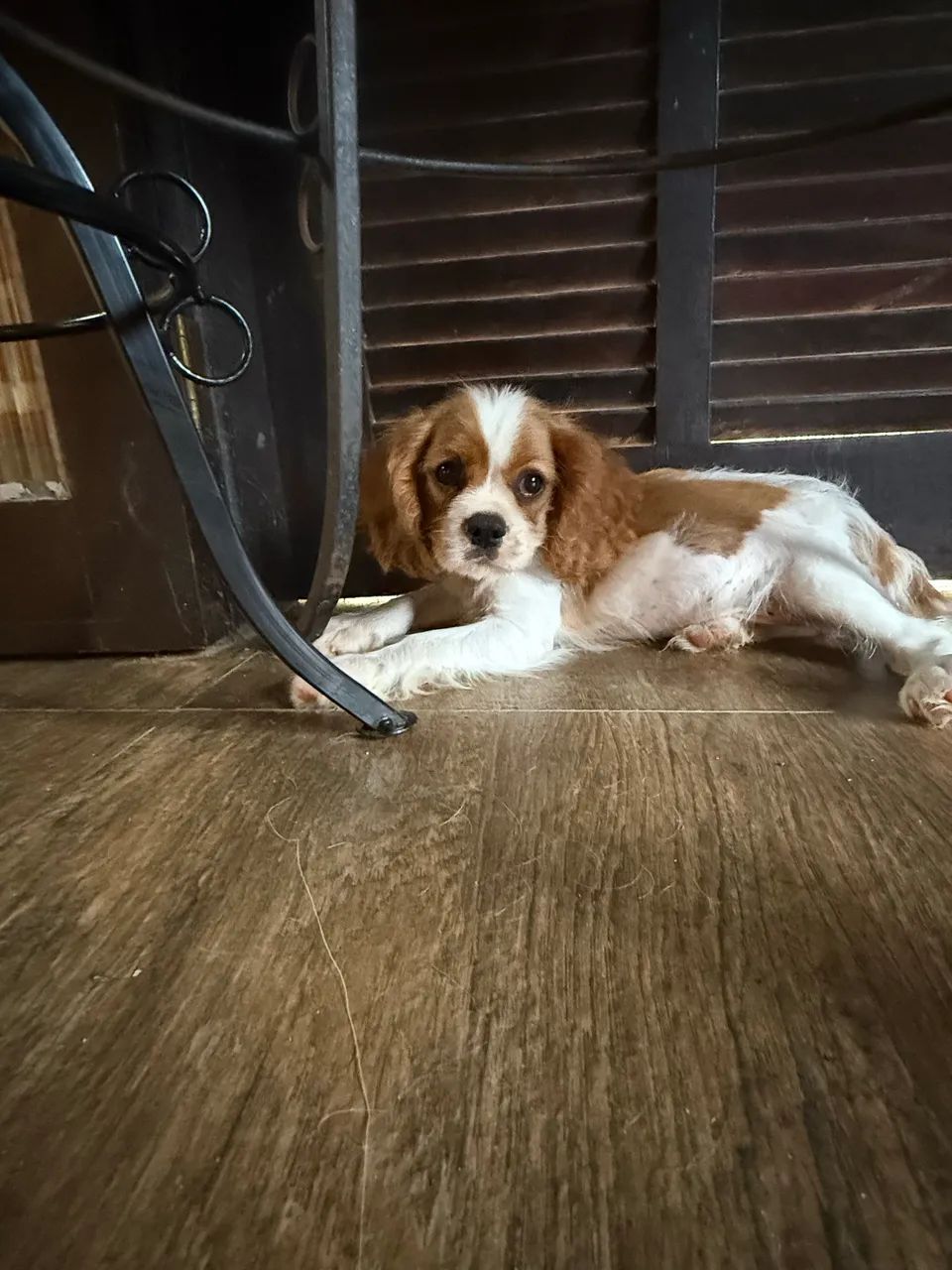 Cavalier King Charles Spaniel  - Foto 2