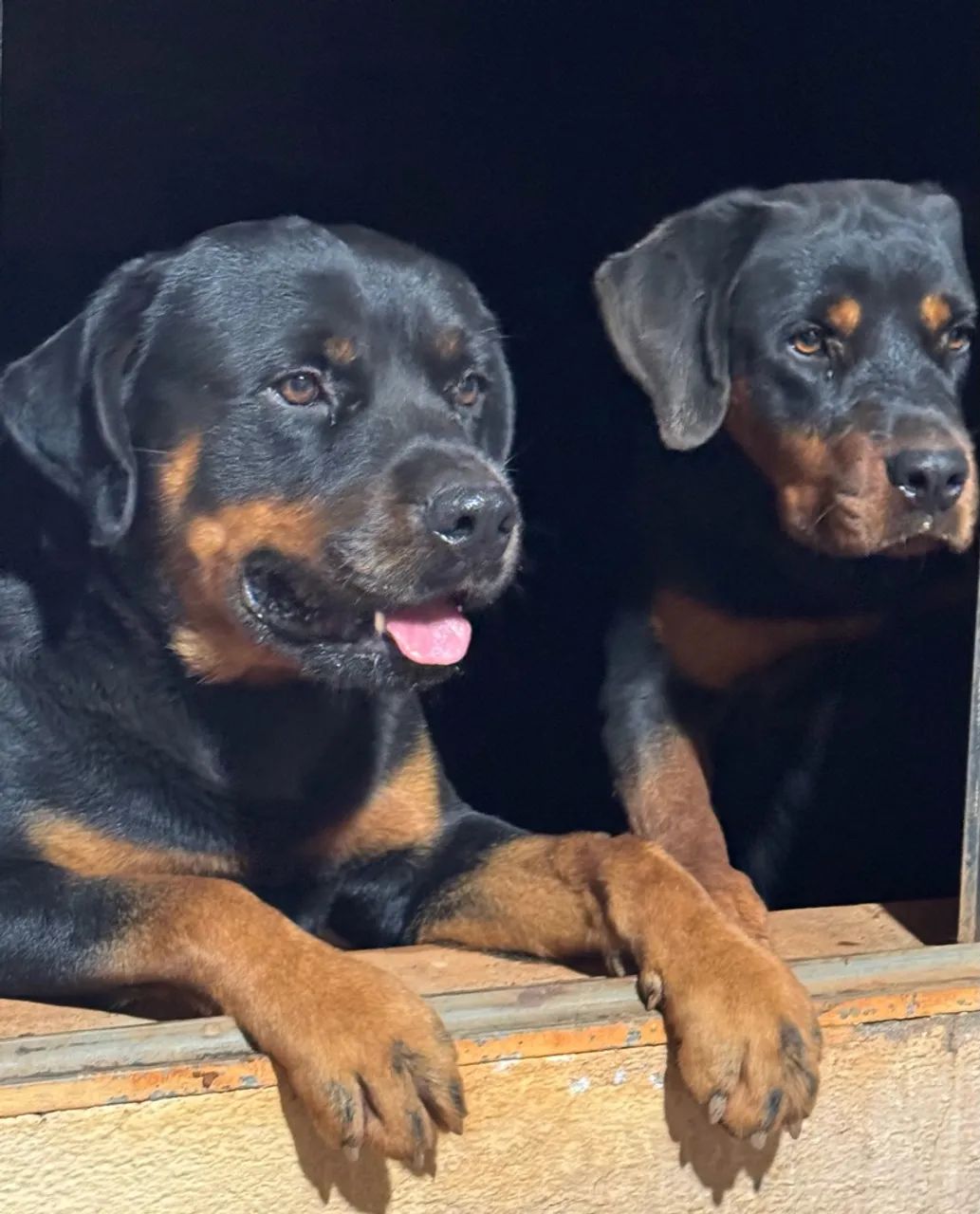 Filhotes de Rottweiler - Foto 3