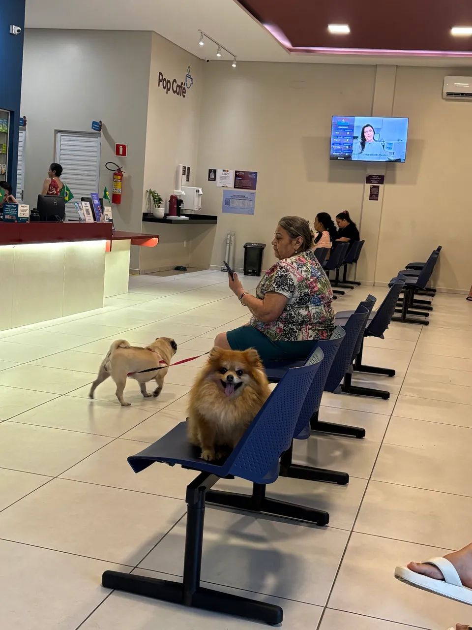Cachorro - Foto 5