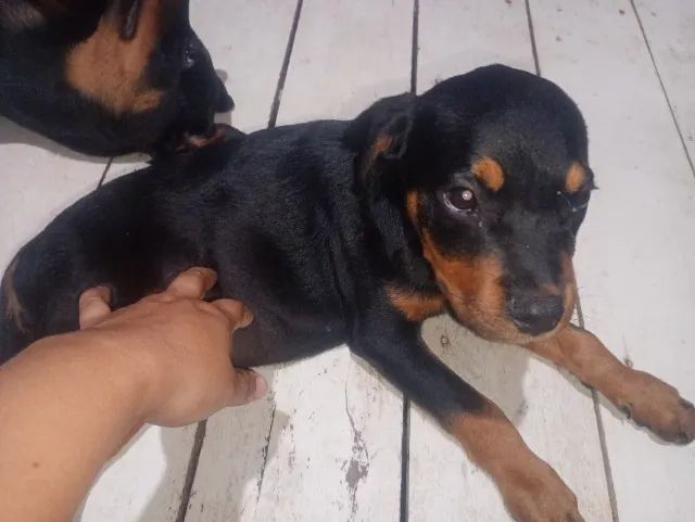 rottweiler fêmea  - Foto 2