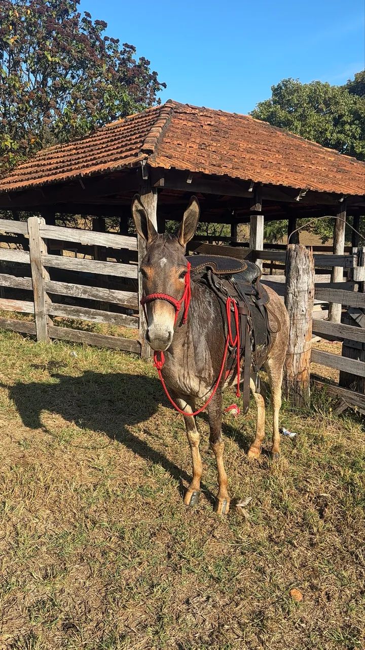 Mula Marchadeira - Mulinha com Cutuca - Foto 2