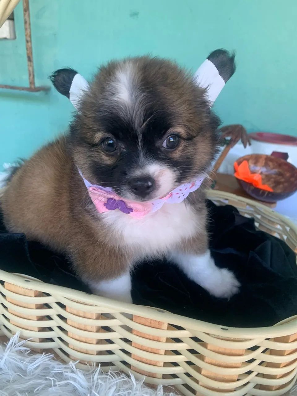 Chihuahua  - Foto 4
