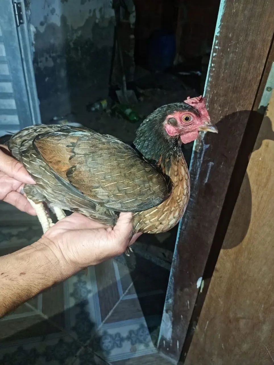 Galo e galinhas para venda  - Foto 2