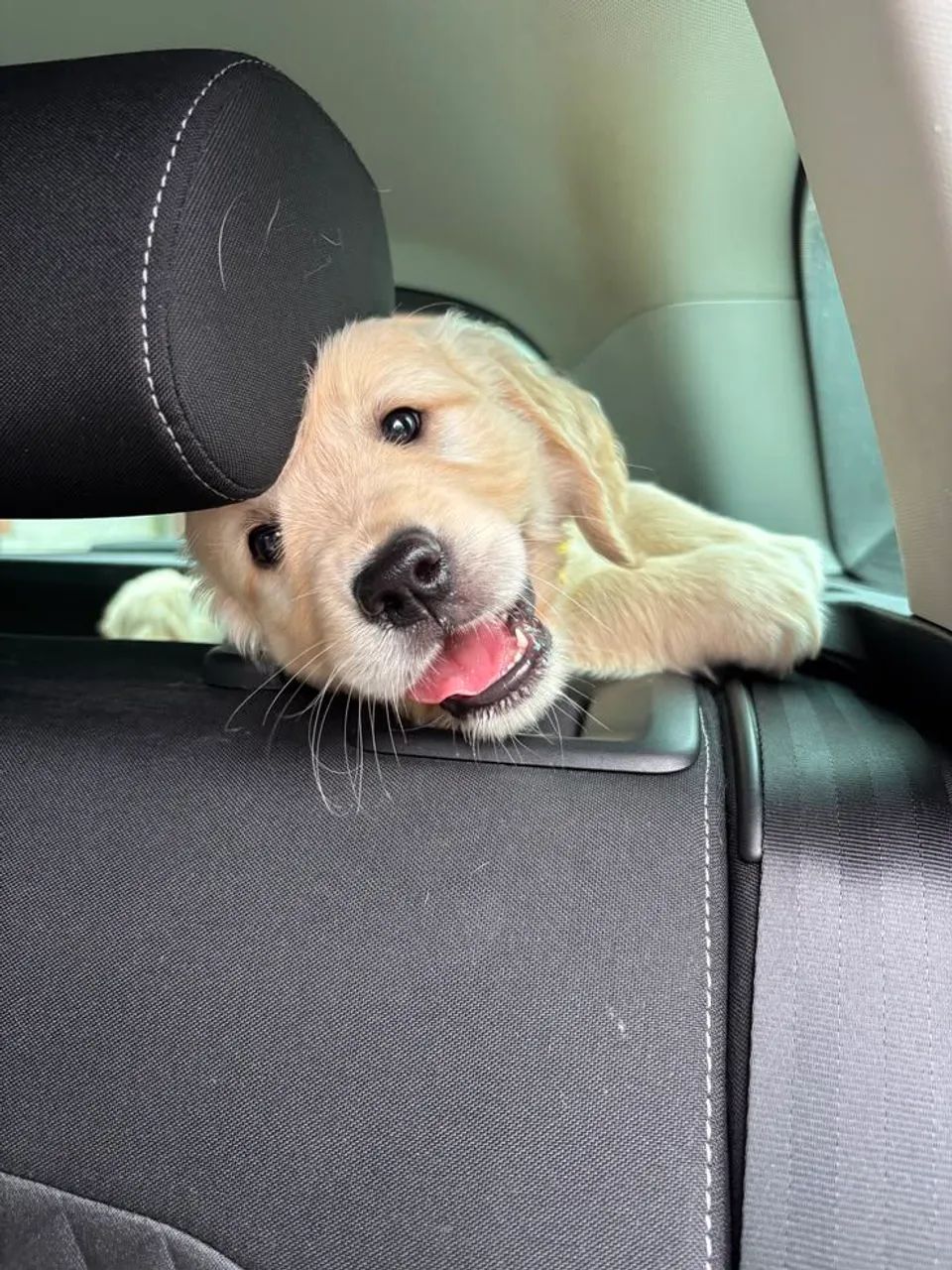 Golden Retriever 